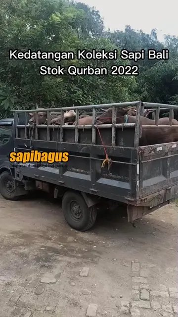 Kedatangan-Koleksi-Sapi-Bali-Qurban-2022